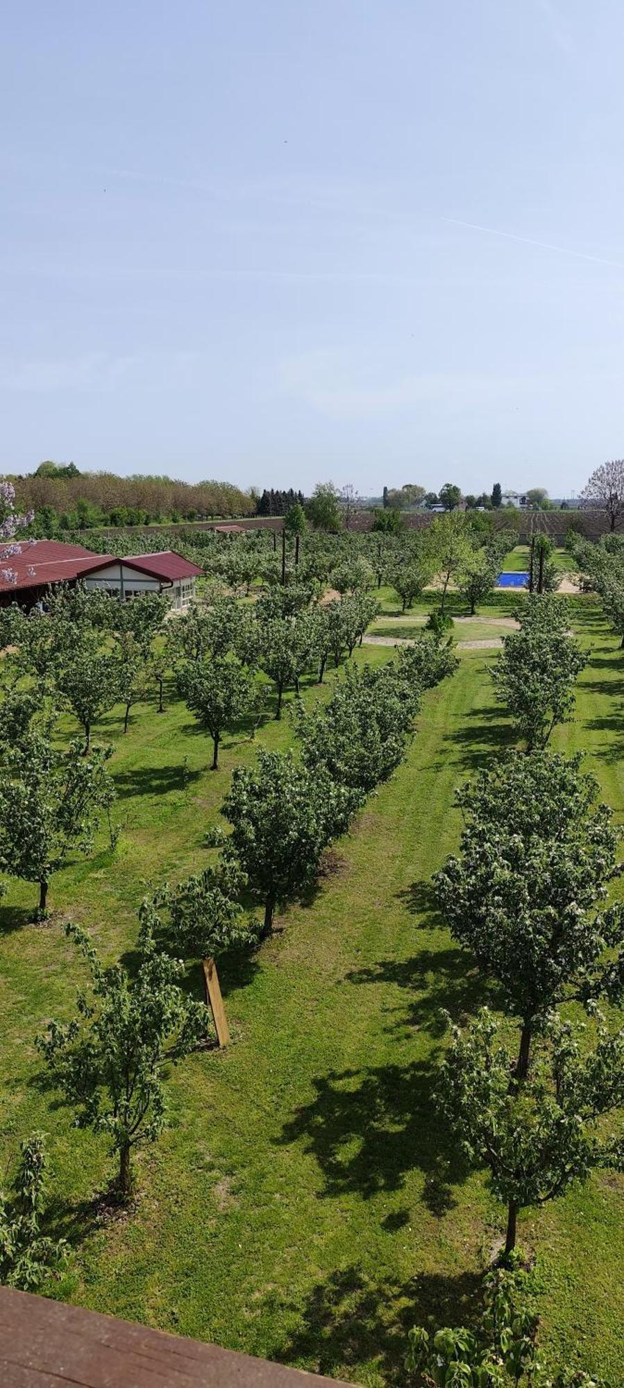 Salas Farma 47-Miris Dunja Cenej Luaran gambar